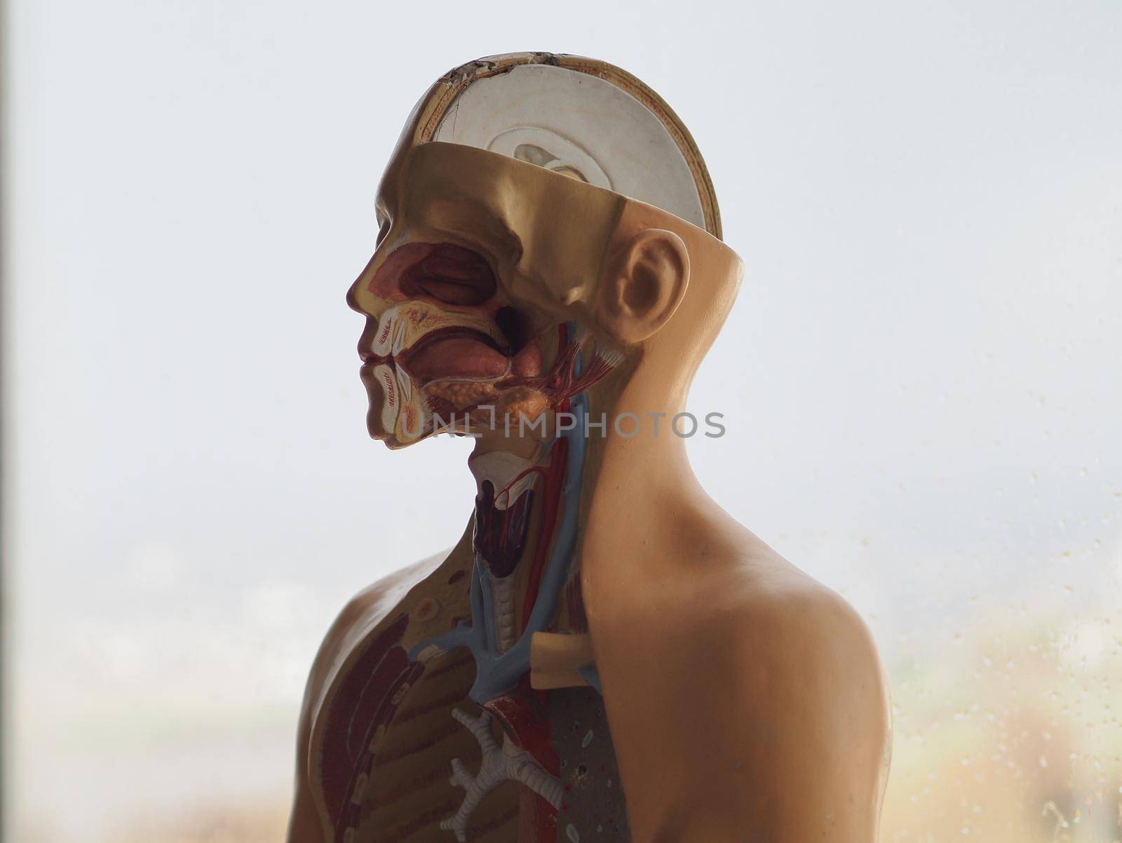 Educational, three-dimensional model of the internal structure of the human body. Human anatomy. Internal organs.