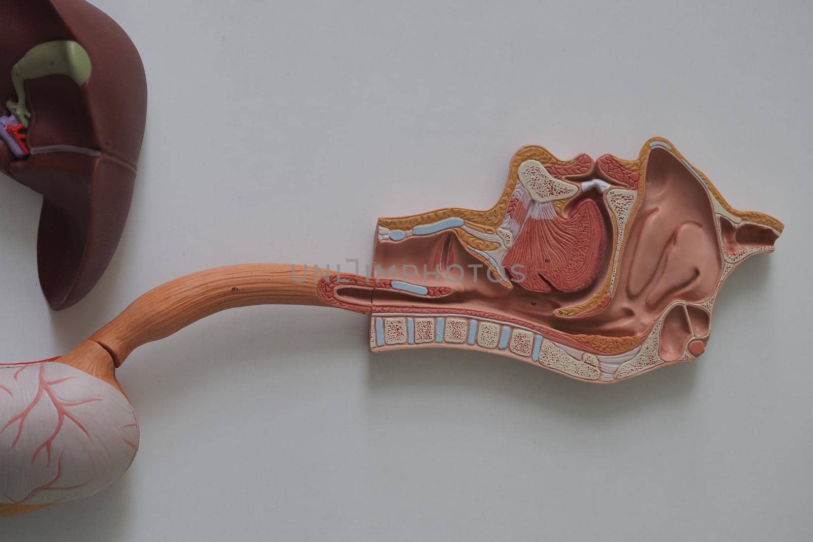 Educational volume model of the human digestive system. Human anatomy. Science and medical education.