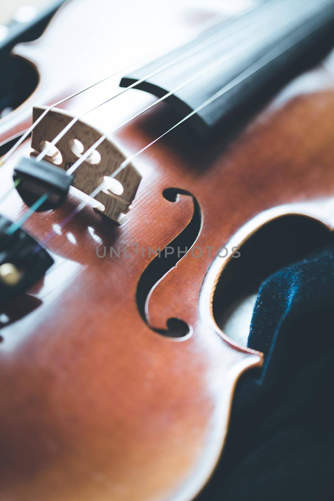 Close up of professional violin music instrument