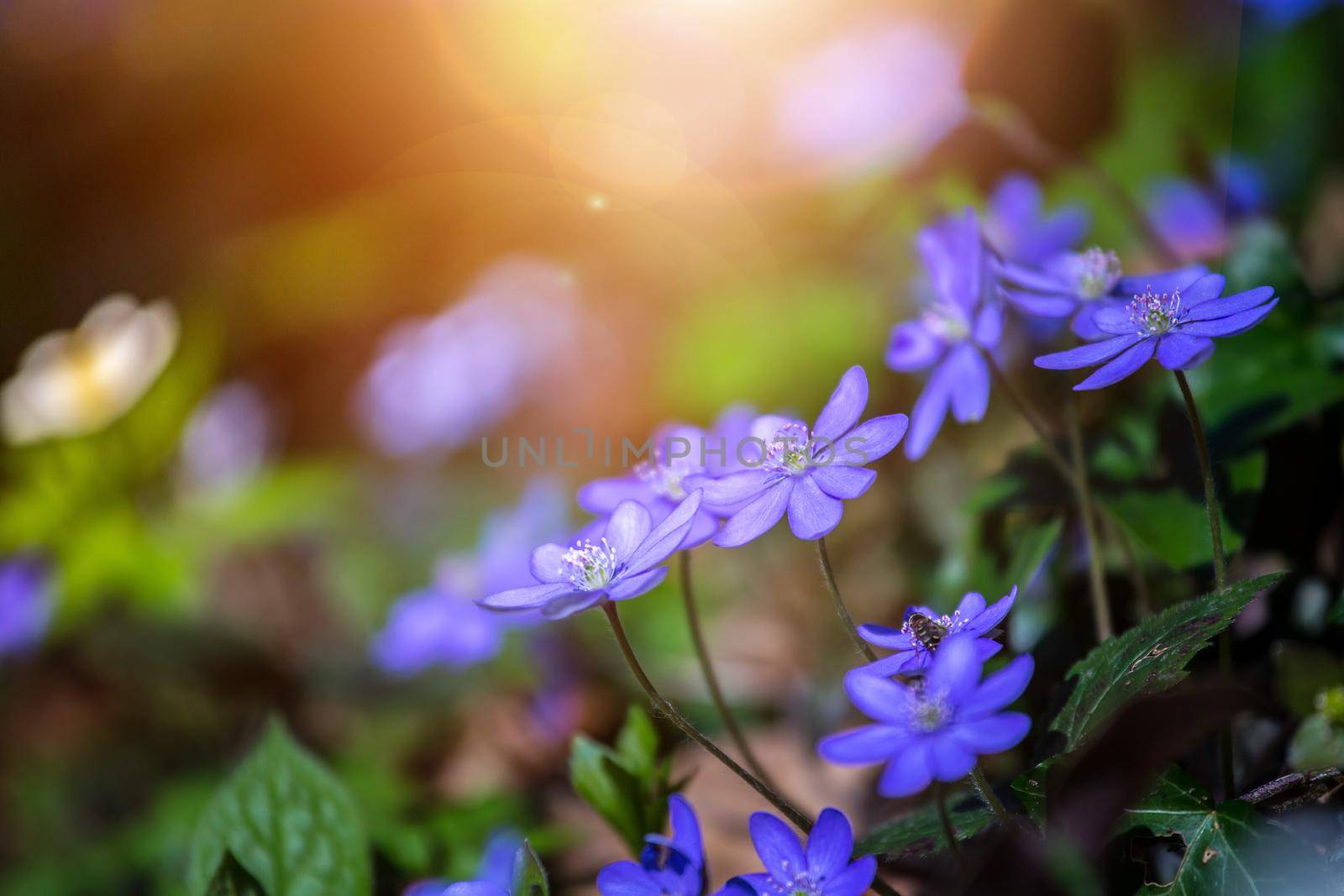 Magic spring atmosphere: Close up of violet spring flowers, liverleaf or hepatica by Daxenbichler