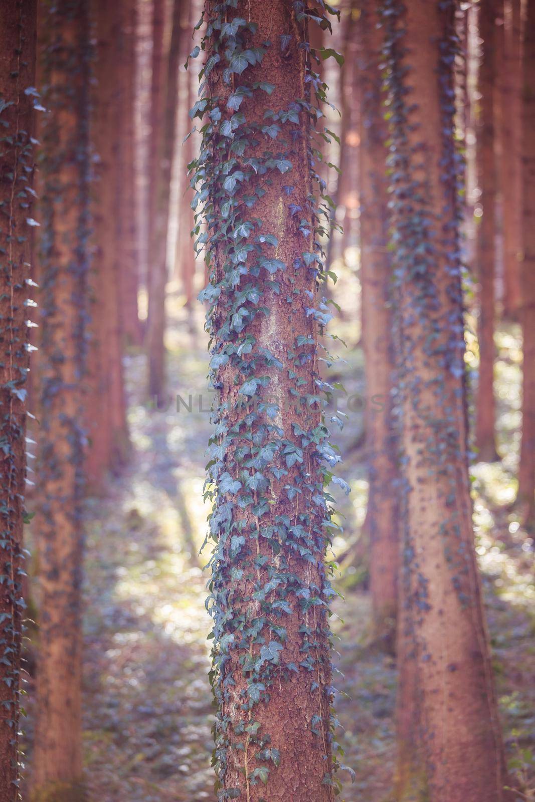 Magic forest with trees and ivy, sunlight