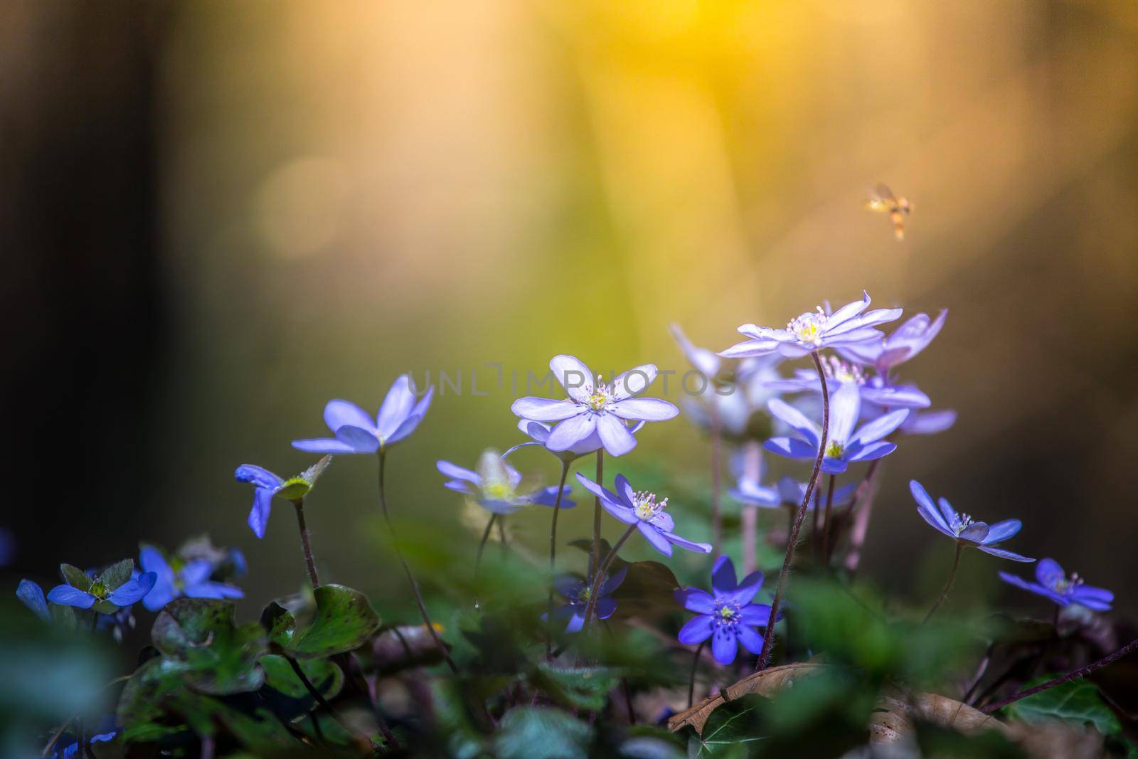 Magic spring atmosphere: Close up of violet spring flowers, liverleaf or hepatica by Daxenbichler