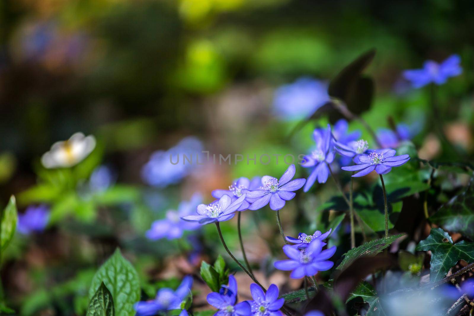 Close up of violet spring flowers, magic atmosphere