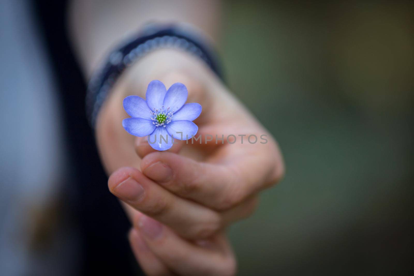 Close up of violet spring flowers, magic atmosphere