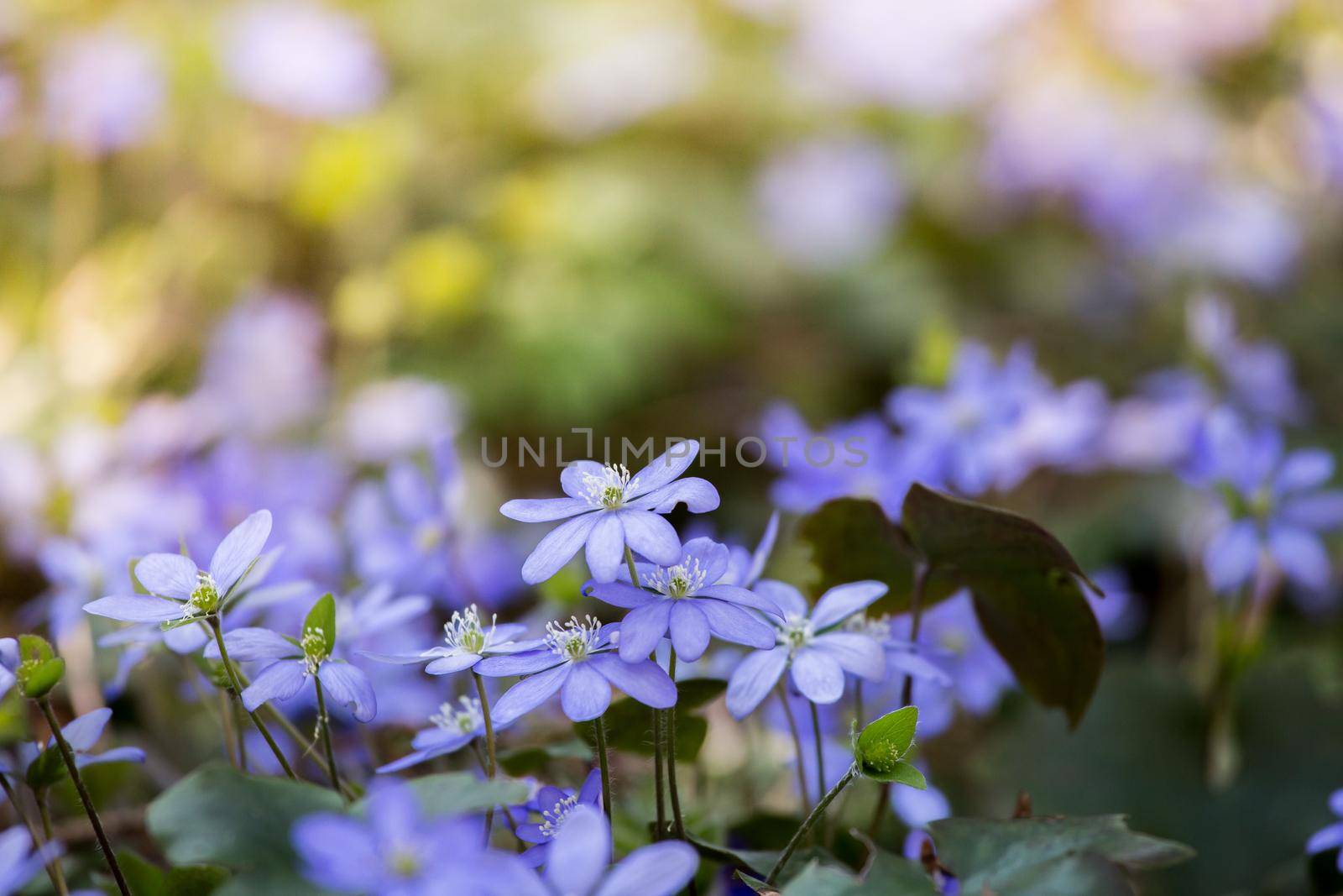 Magic spring atmosphere: Close up of violet spring flowers, liverleaf or hepatica by Daxenbichler