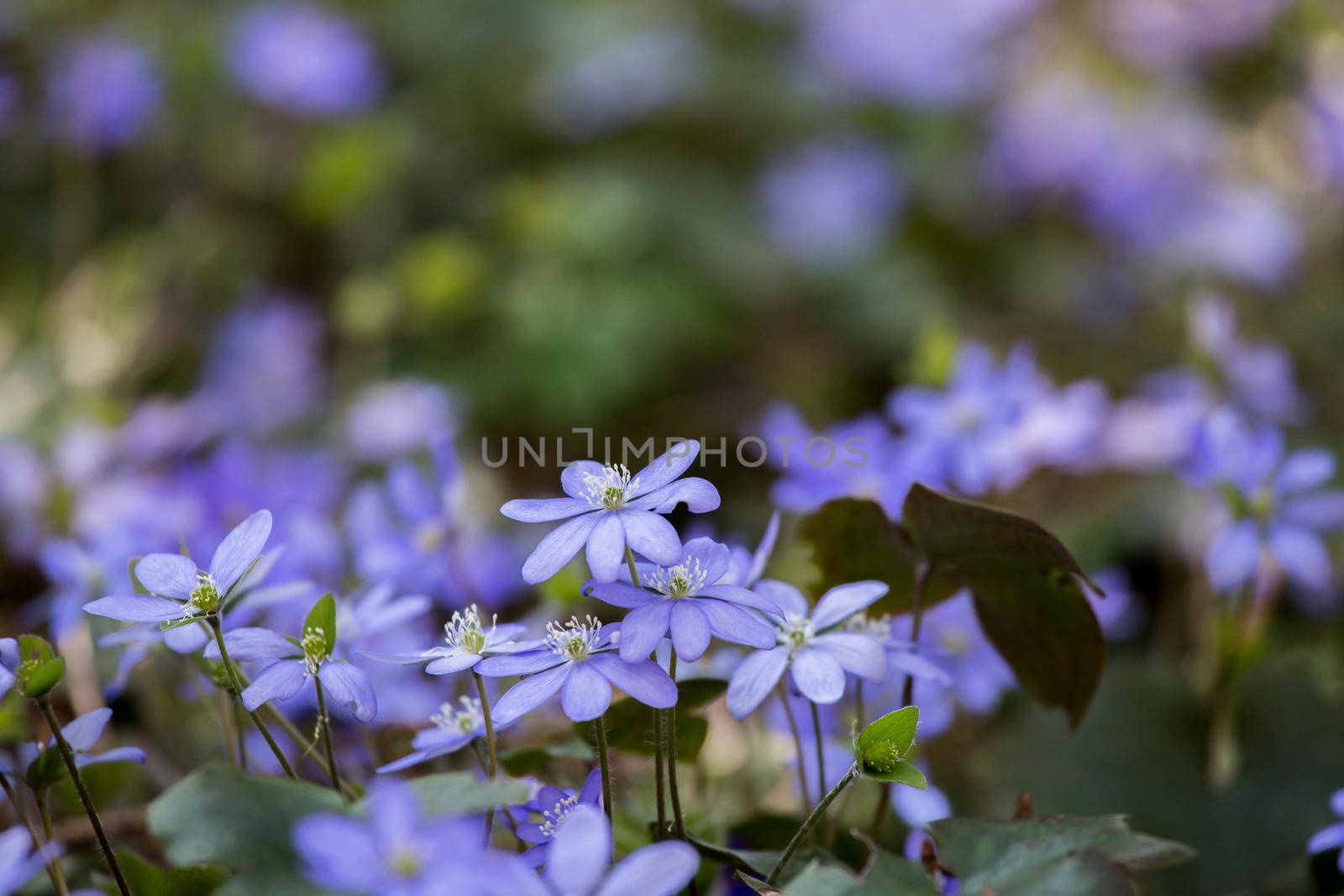 Magic spring atmosphere: Close up of violet spring flowers, liverleaf or hepatica by Daxenbichler