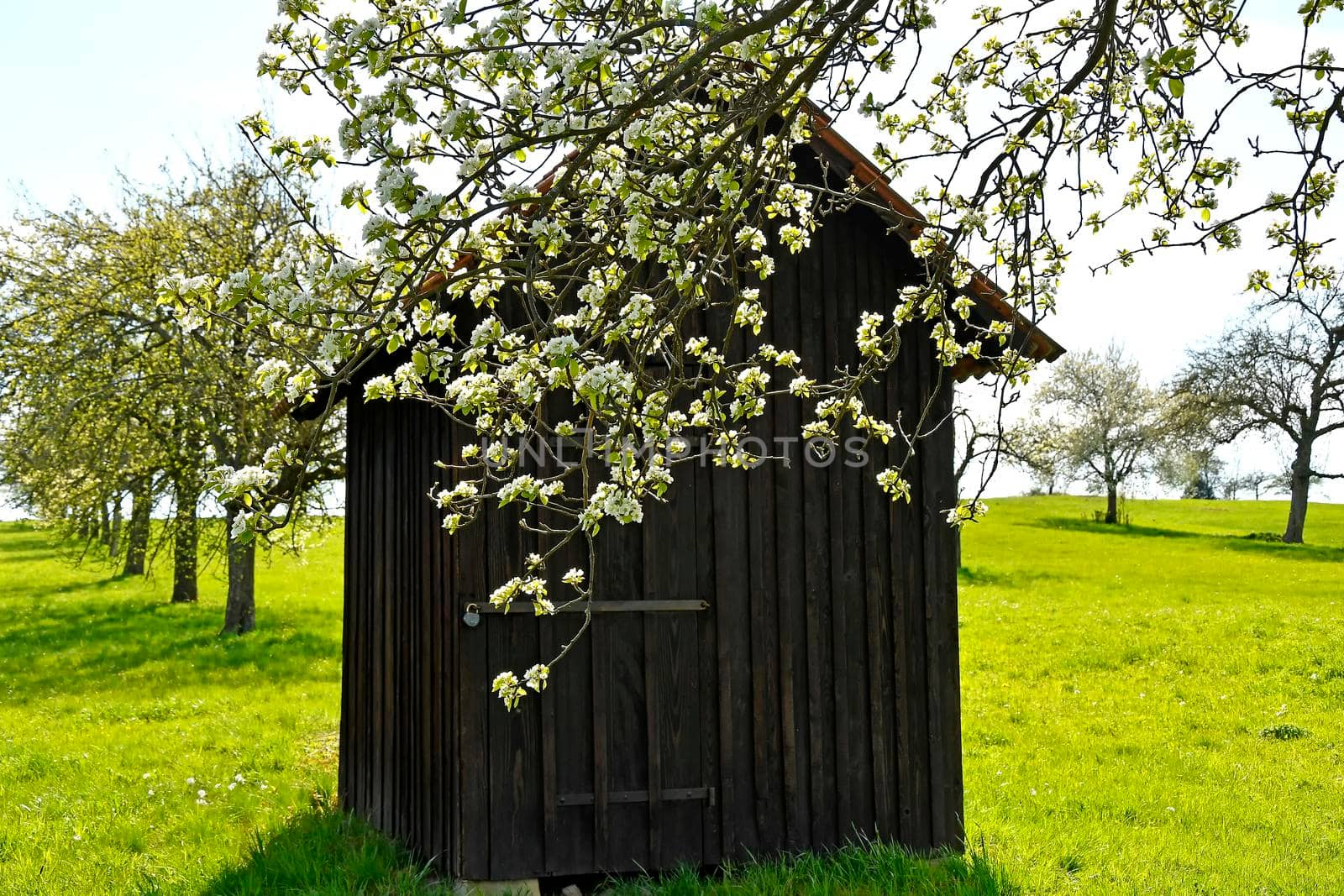 apple blossom with old barn and ladder spring in Germany by Jochen
