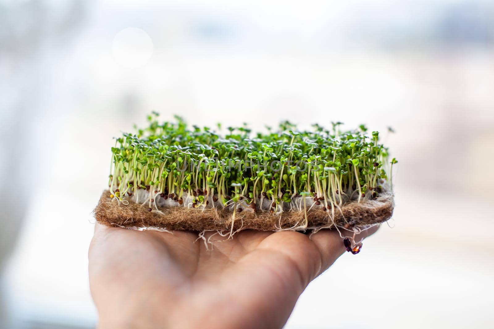 Micro-greens of mustard, arugula and other plants in the hands of men. Growing mustard sprouts in close-up at home. The concept of vegan and healthy food. Sprouted seeds, micro-greens