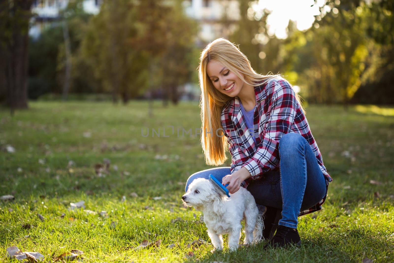 Beautiful woman combing her Maltese dog in the park.