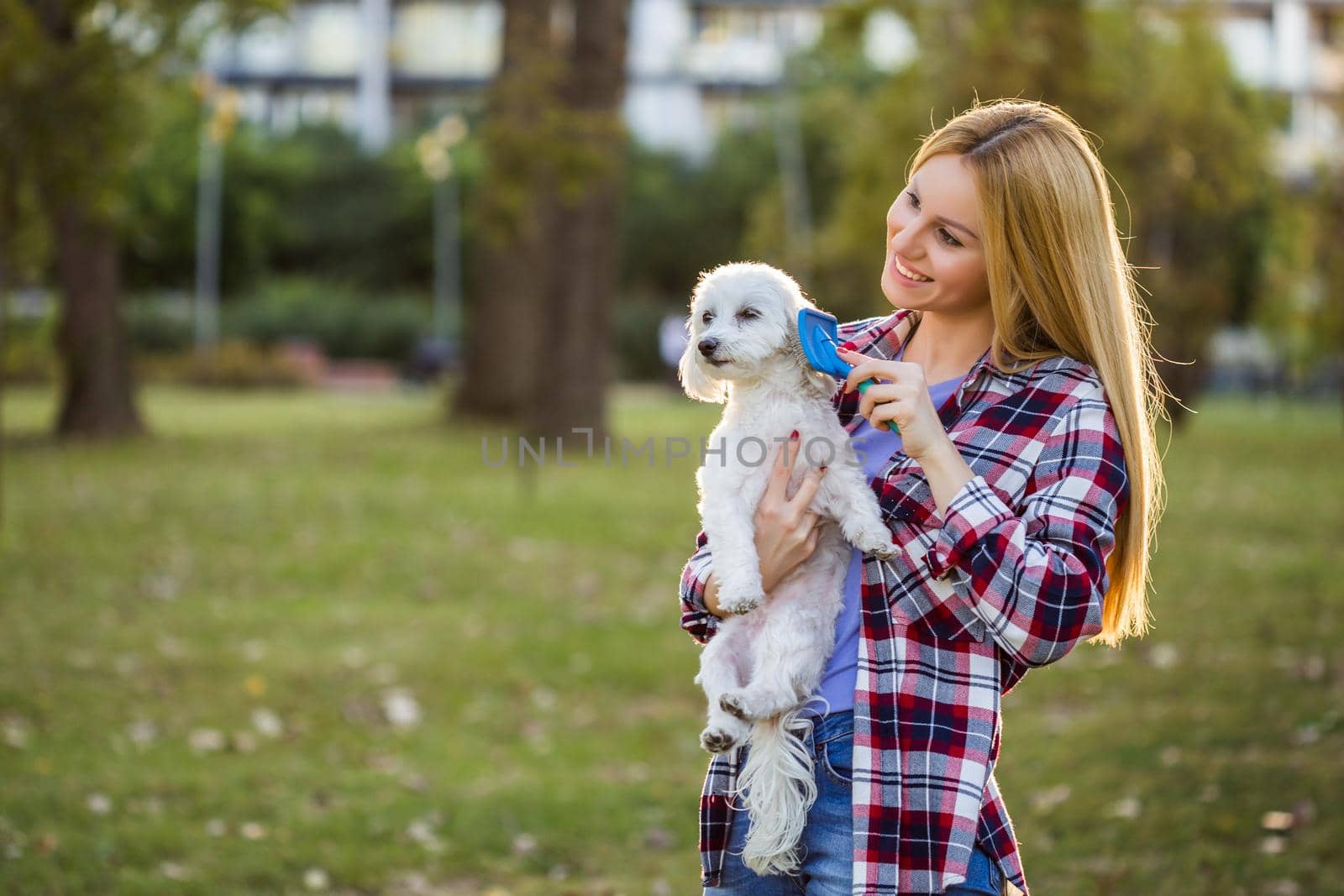 Beautiful woman combing her Maltese dog in the park.