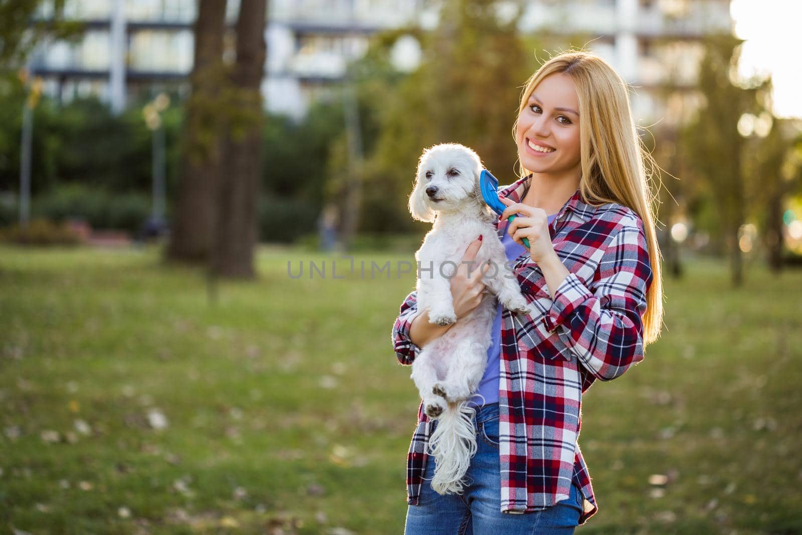 Beautiful woman combing her Maltese dog in the park.