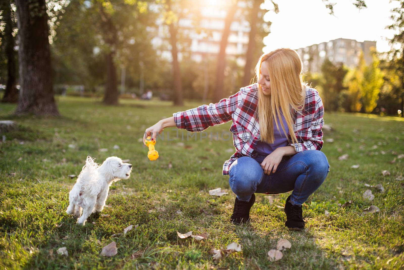 Beautiful woman is playing with her Maltese dog in the park.