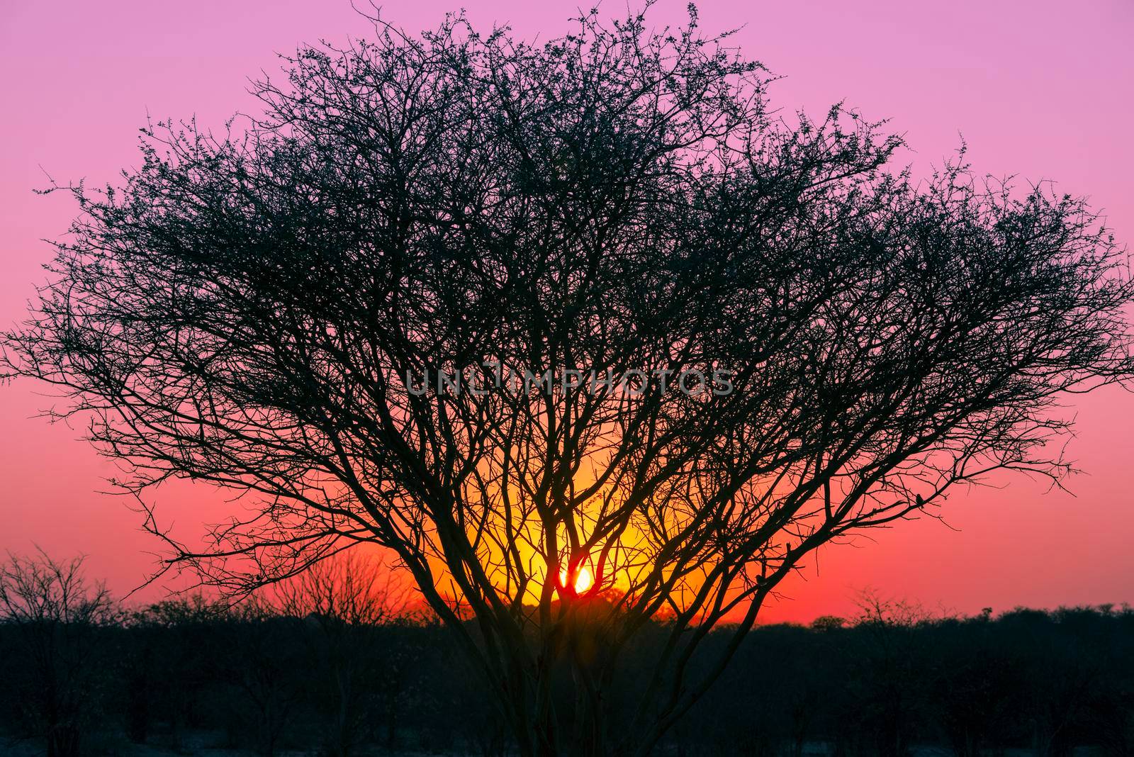 desert dusk landscape with sun disk shining through tree branches