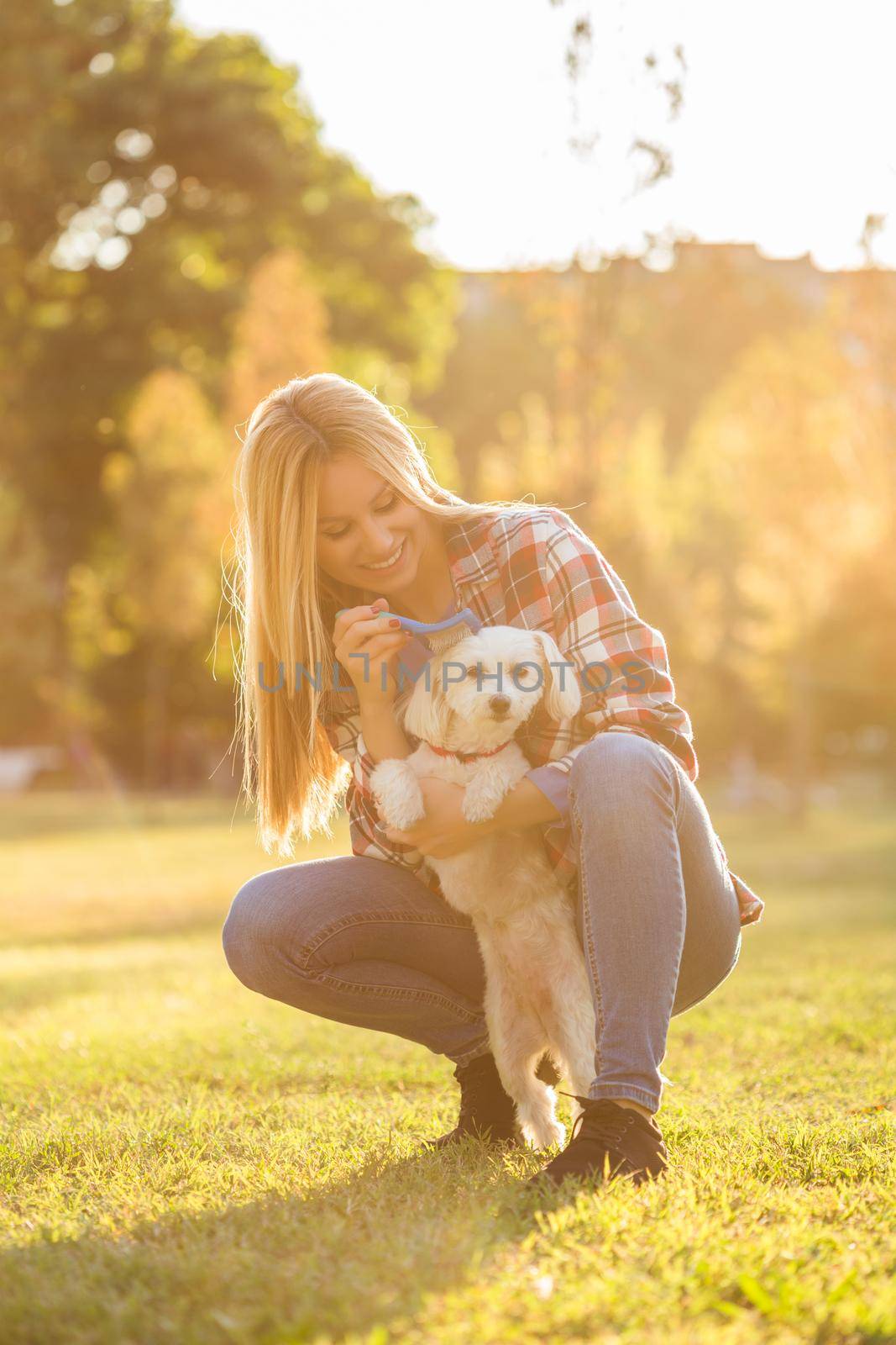 Beautiful woman combing her Maltese dog in the park.