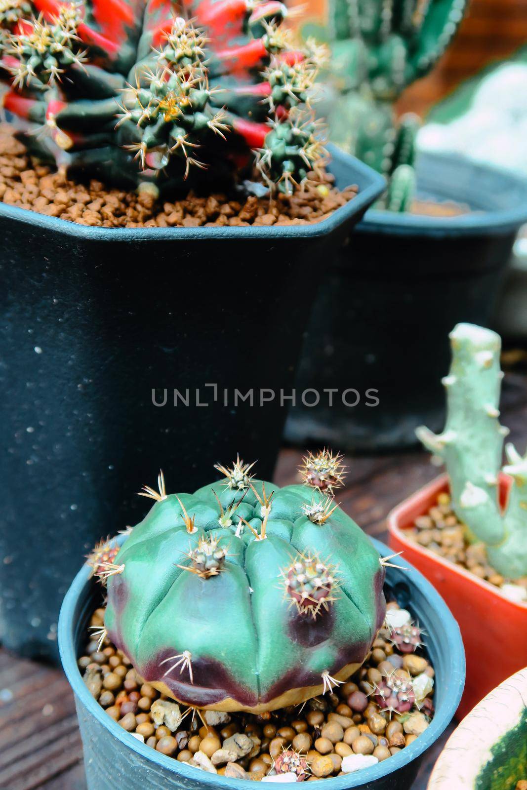 Tiny Potted Cactus. Plants in a pots. Home decor.