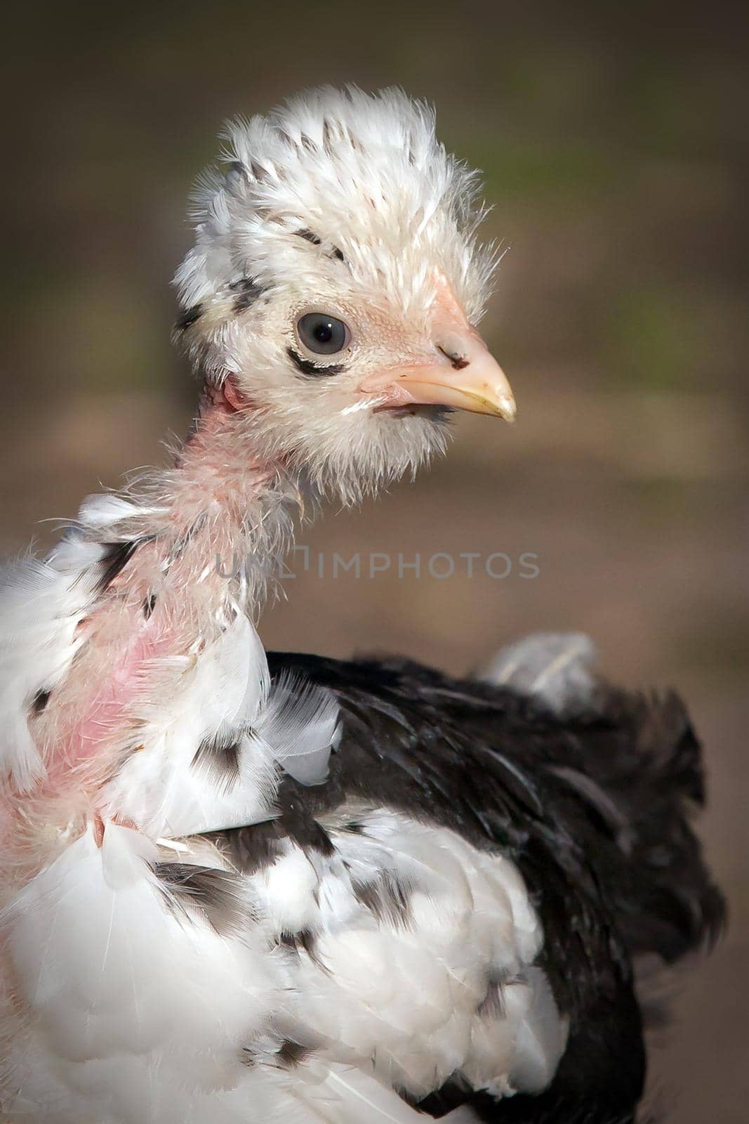 Naked neck white and black spotty chicken portra by Lincikas