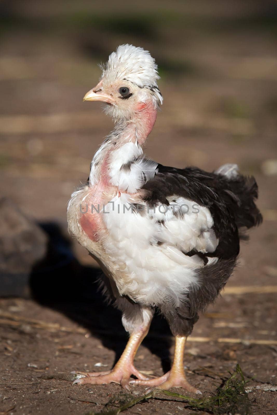 Naked neck white and black spotty chicken, profile by Lincikas