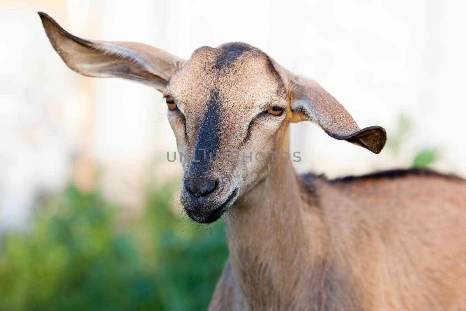 One brown Anglo-Nubian goat with very large ears portrait