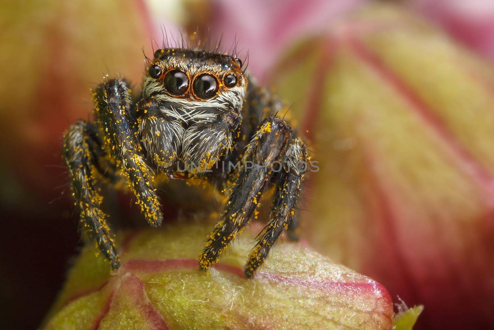 Jumping spider on the red buds by Lincikas