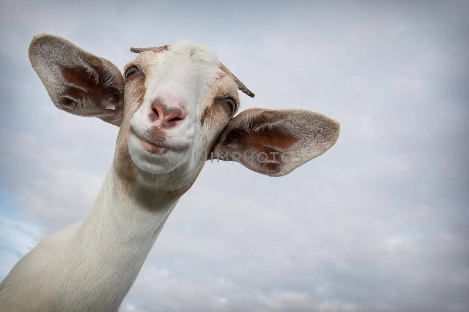 Portrait of a smiling goat in the blue sky with clouds background