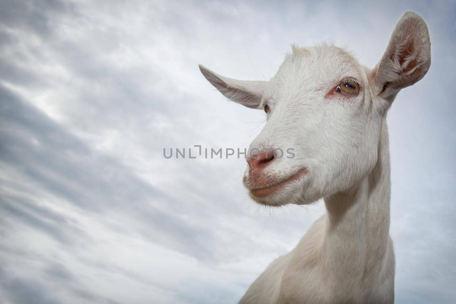 White goat portrait on blue sky background by Lincikas