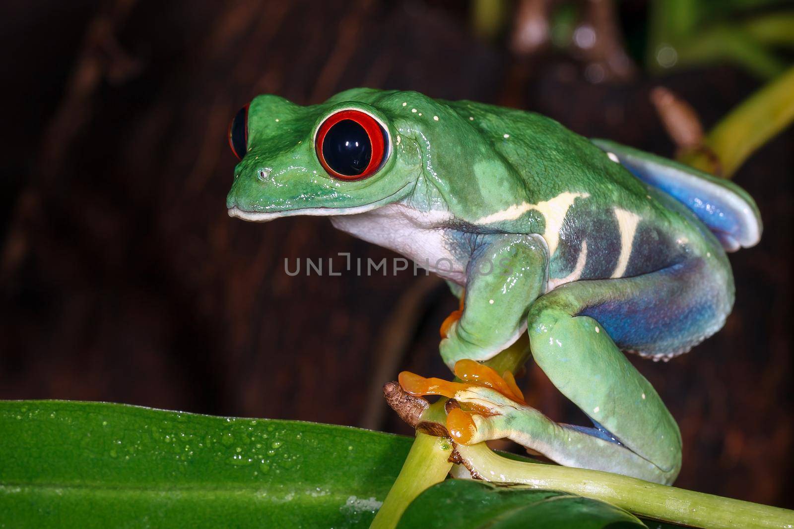 Red eyed tree frog sitting on the pitcher plant stem by Lincikas