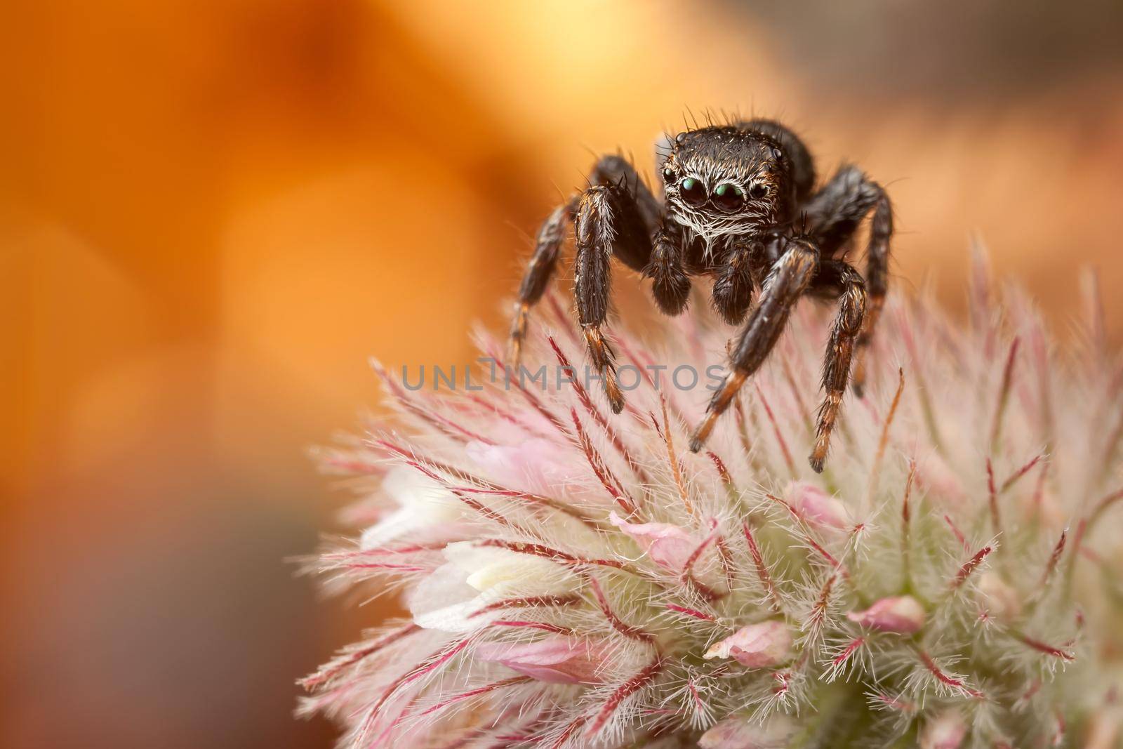 Jumping spider on colored nice fluffy plant