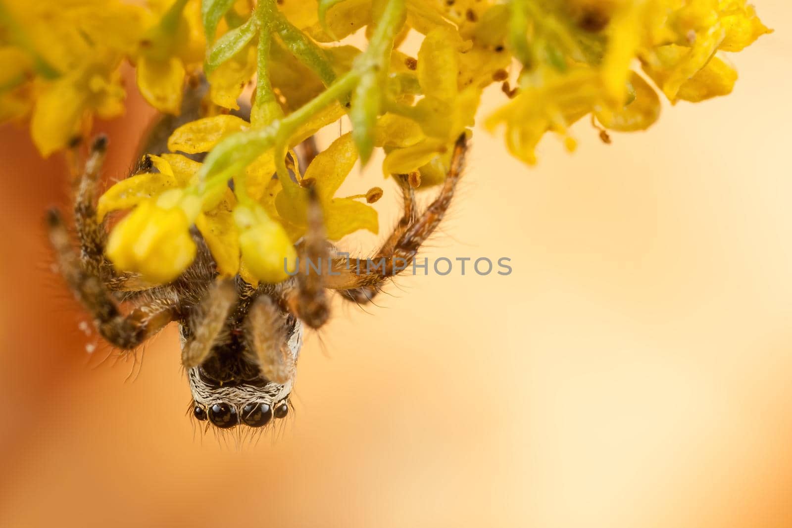 Jumping spider and yellow blossom. Bottom view