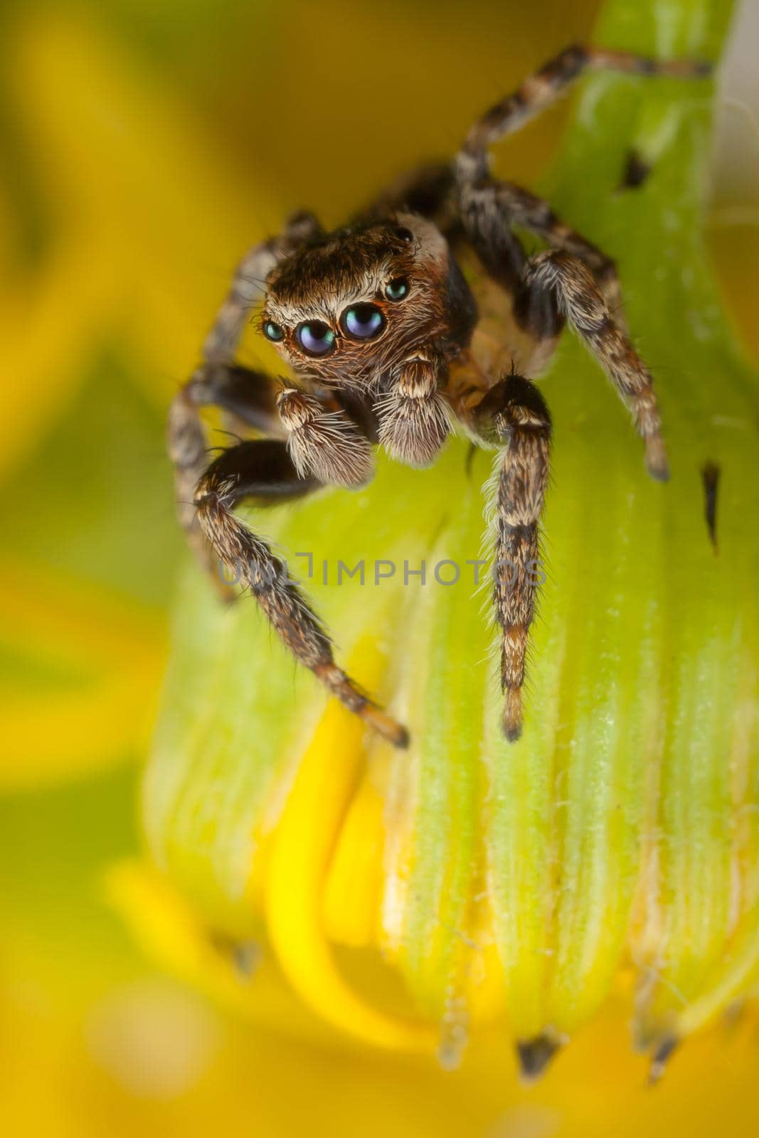 Jumping spider on the yellow bud ready to jump