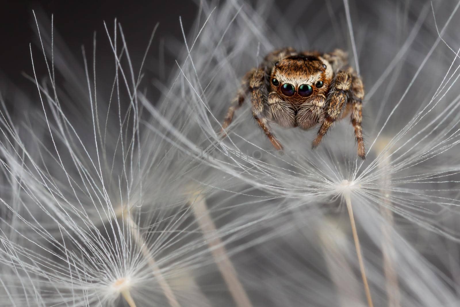 Jumping spider and dandelion fluff by Lincikas