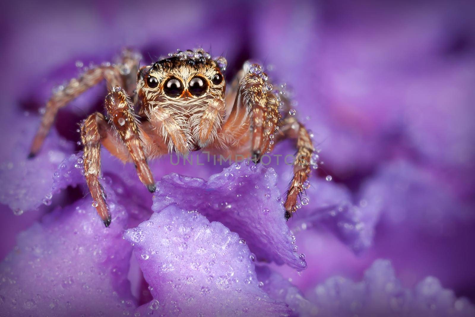 Jumping spider on the rich purple flower