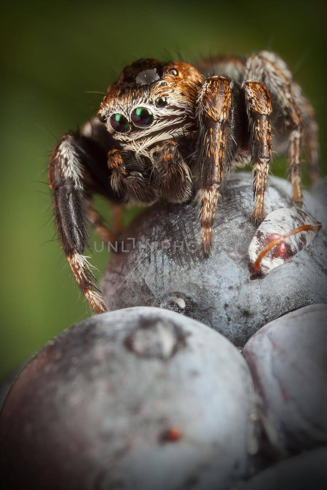 Jumping spider on the Blackberry with a large drop of water on his head