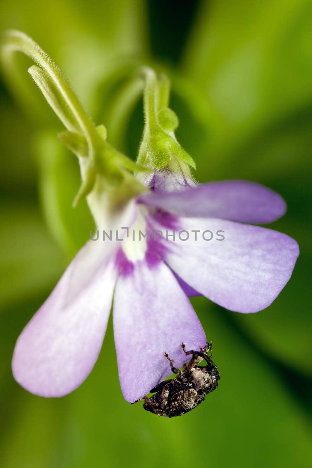 Little elephant on butterworts blosom by Lincikas