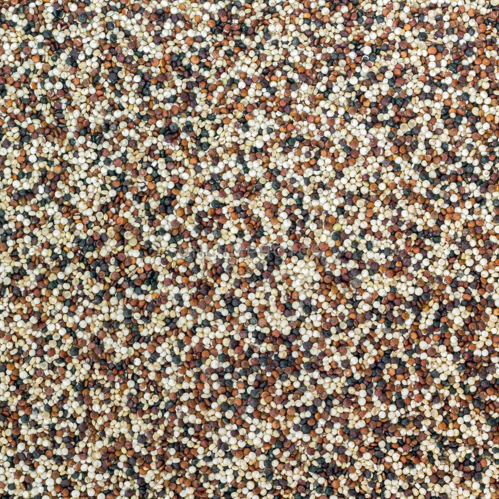 Seeds of uncooked quinoa. Mixed red, white and black quinoa as an abstract background texture. Seeds of uncooked quinoa. Superfood.