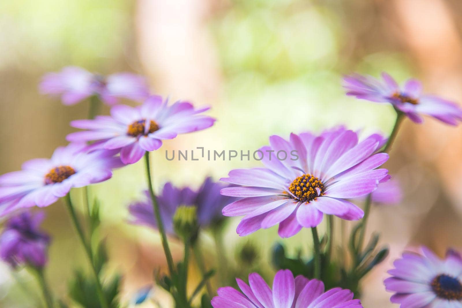 Close up of a beautiful spring blossom, gerbera