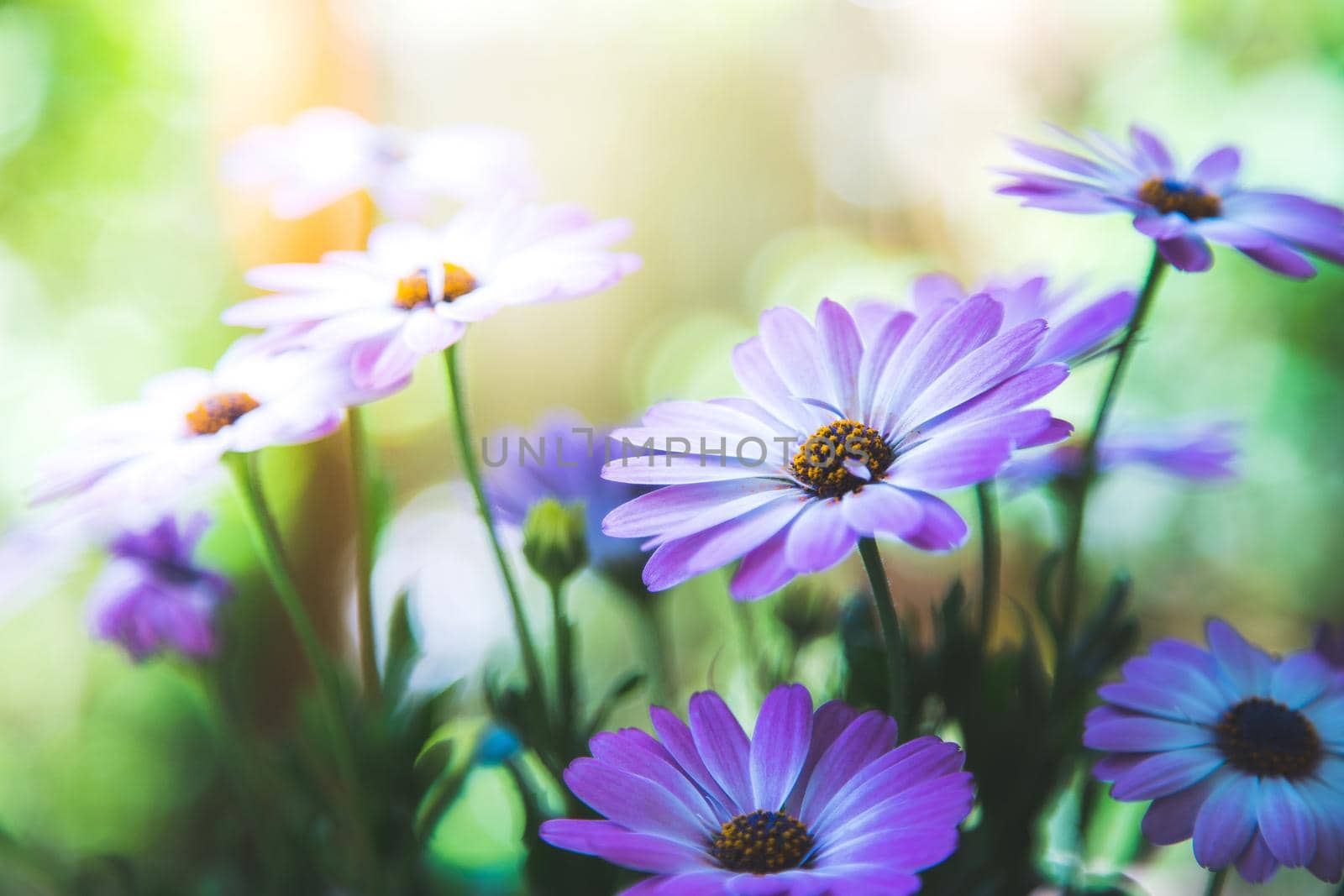 Close up of a beautiful spring blossom, gerbera