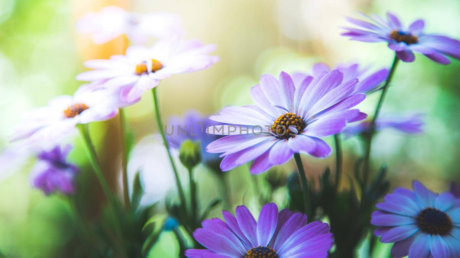 Close up of a beautiful spring blossom, gerbera