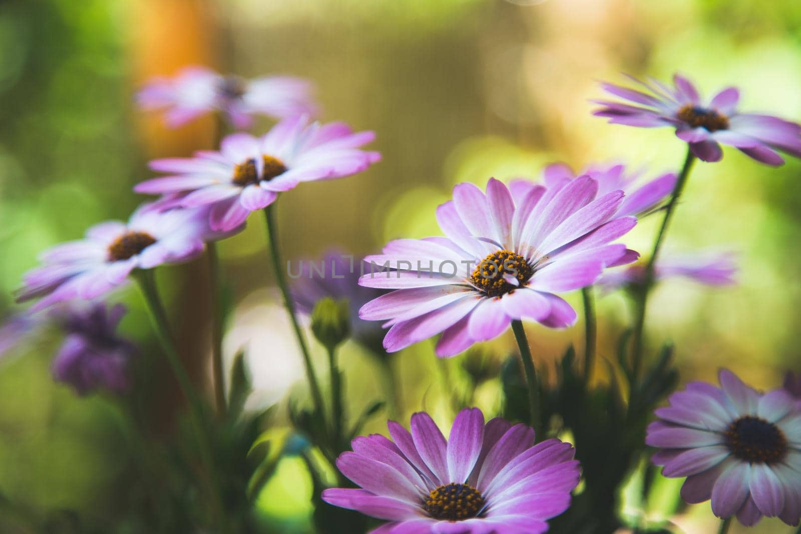 Close up of a beautiful spring blossom, gerbera