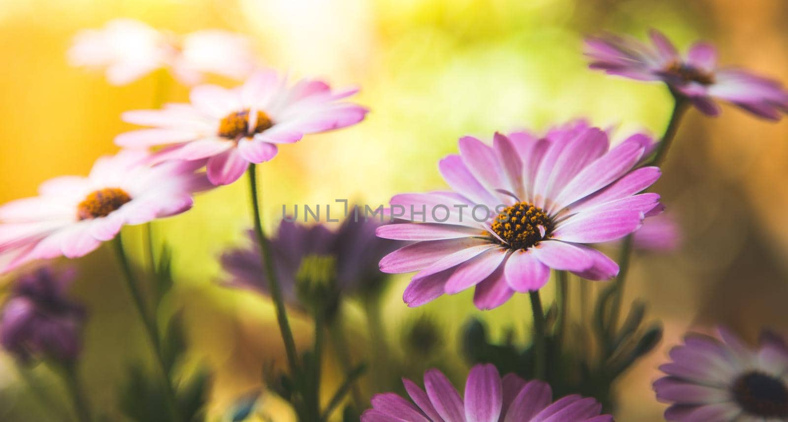 Beautiful spring blossom, greeting card. Gerbera by Daxenbichler