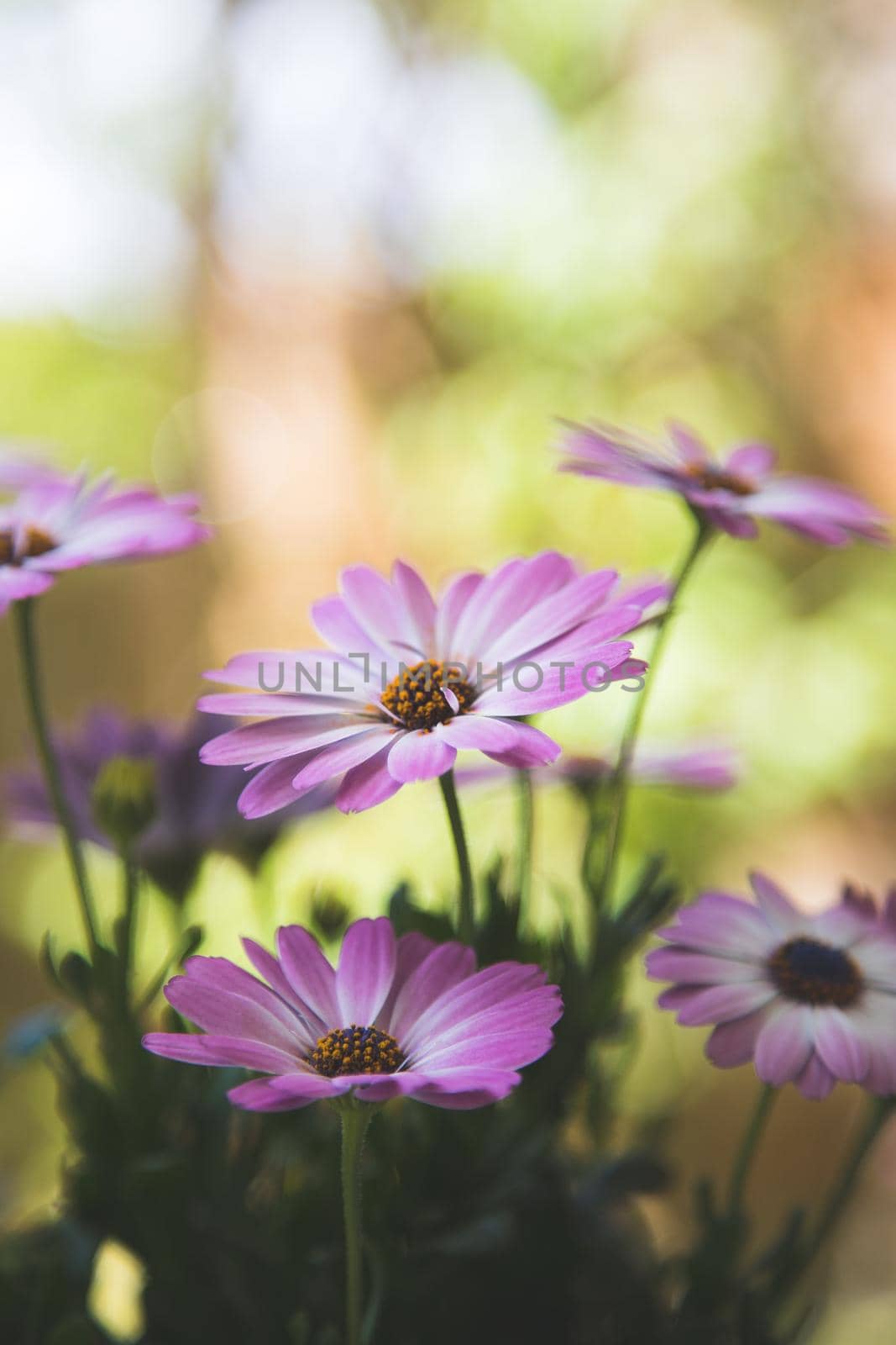 Close up of a beautiful spring blossom, gerbera