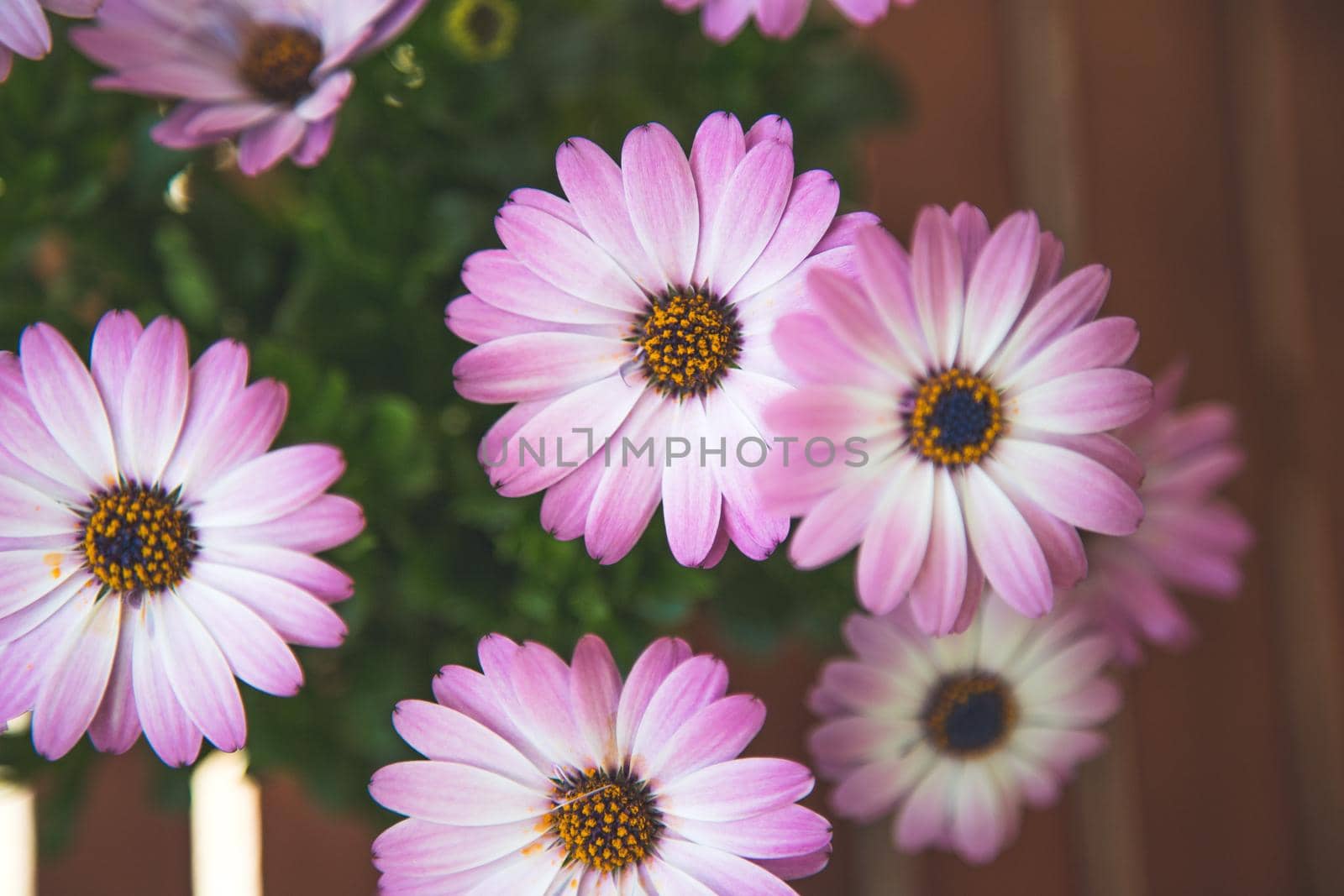 Close up of a beautiful spring blossom, gerbera