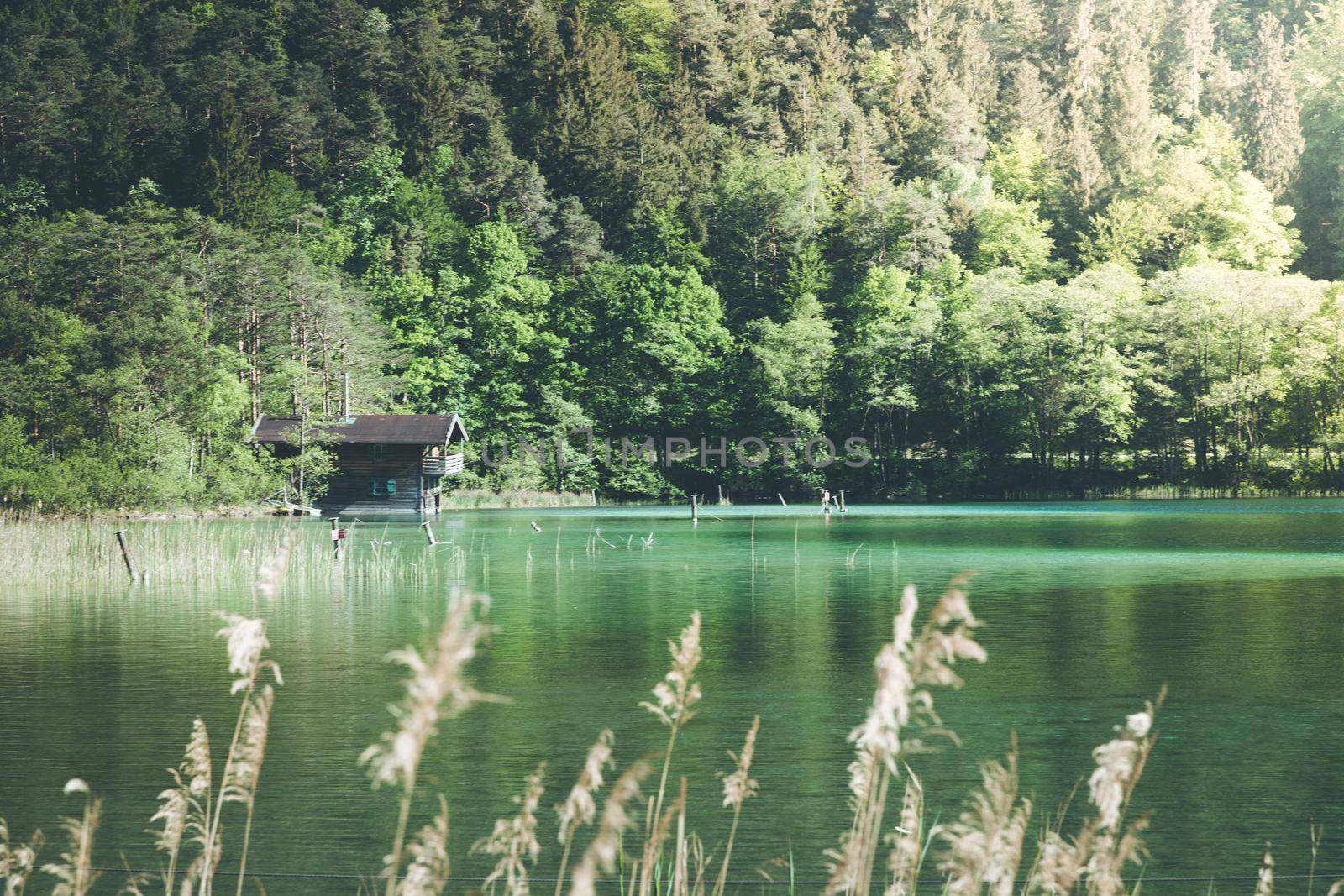 Old boathouse at a lake, reed an forest by Daxenbichler