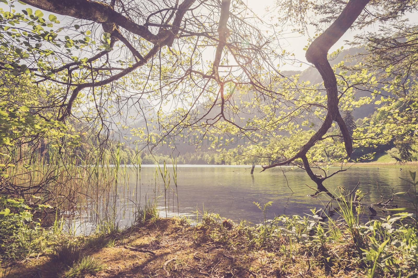 Tranquil sunset lake with reed, Thumsee, Germany