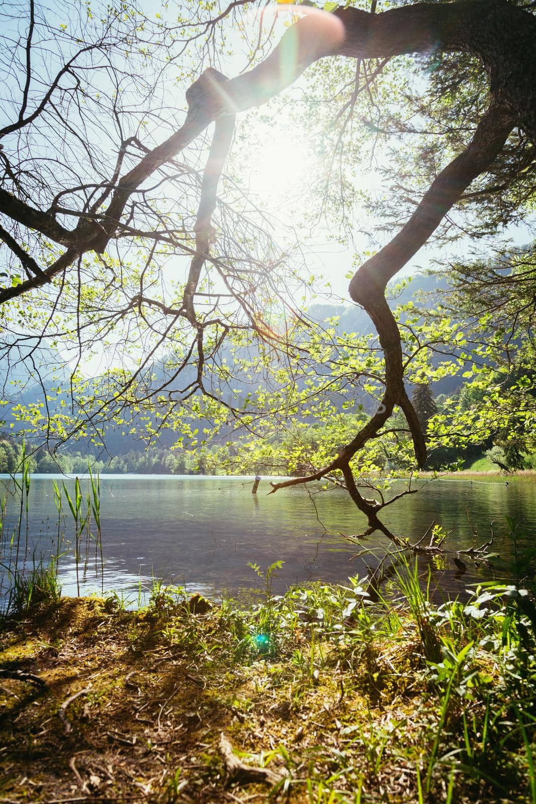 Tranquil sunset lake with reed, Thumsee, Germany