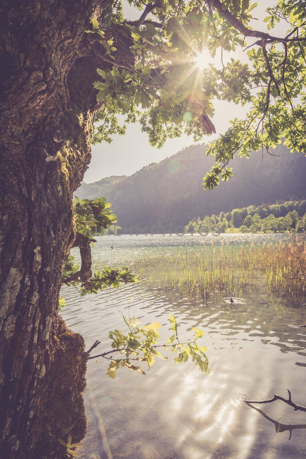 Tranquil sunset at the lake. Lake Thumsee, Germany by Daxenbichler