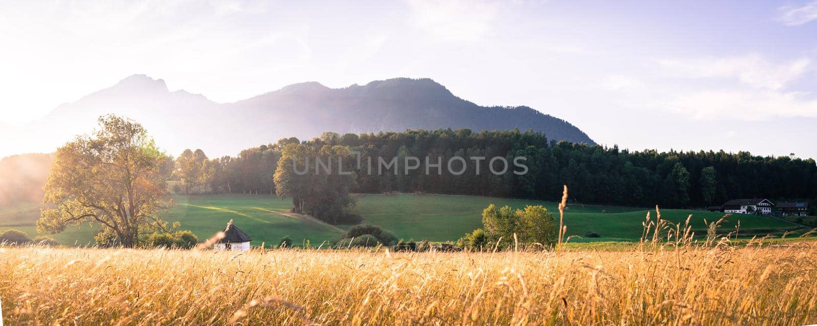 Scenic sundown: Golden meadow, hills and mountains. by Daxenbichler