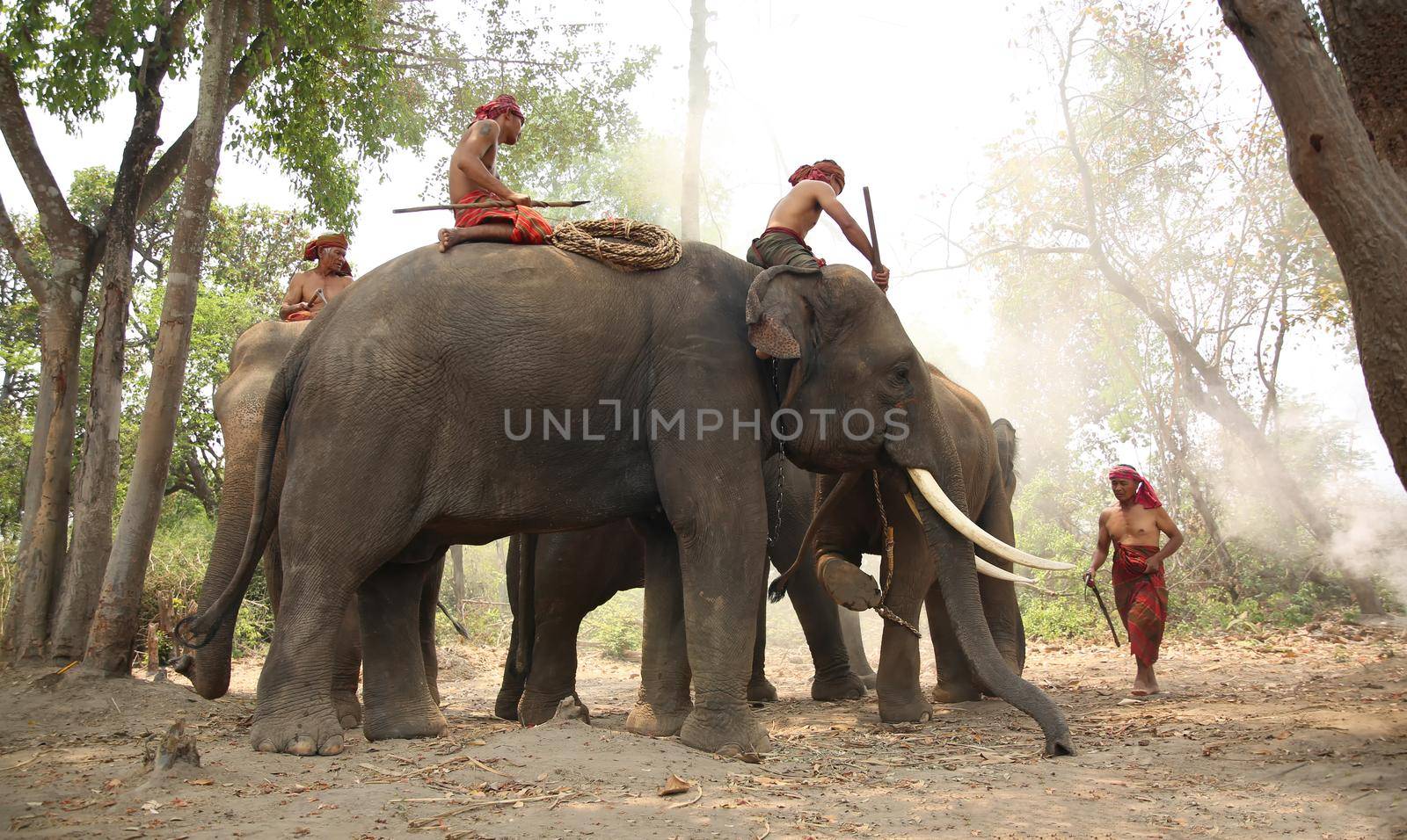 Portrait of Elephant and mahout in the forest. by chuanchai