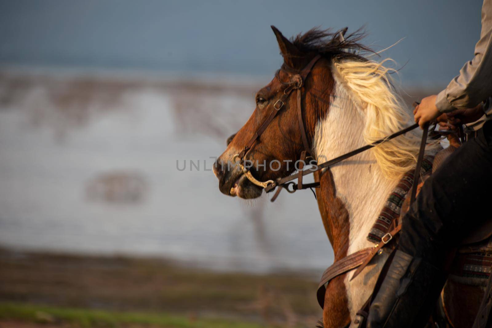 cowboy on horseback against a beautiful sunset, cowboy and horse at first light,mountain, river and lifestyle with natural light background	
