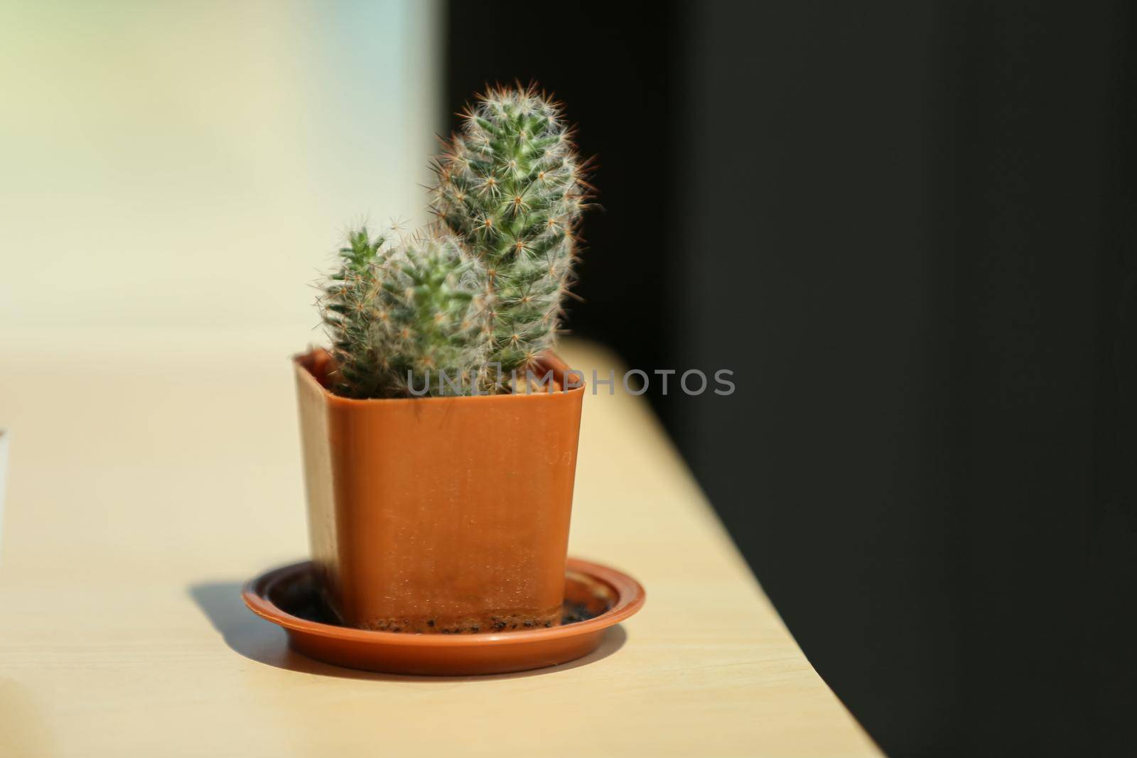 cactus in a pot, close-up 