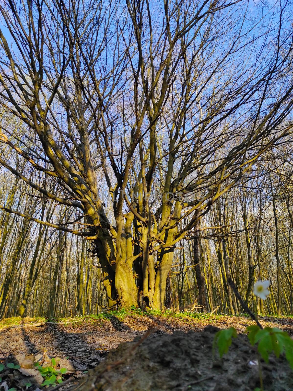 Big wide tree with many branches in the spring forest. Nature wood plants